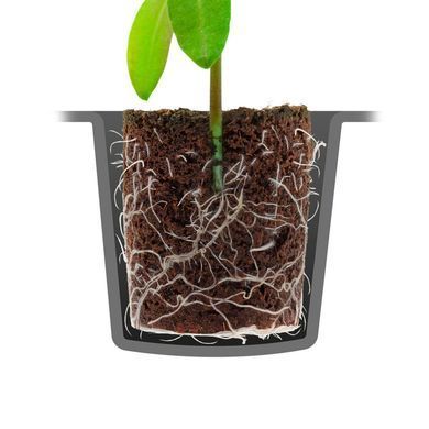 ROOTIT DRY PEAT FREE - Натуральний спонж для пророщування та клонування
