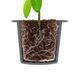 ROOTIT DRY PEAT FREE - Натуральний спонж для пророщування та клонування
