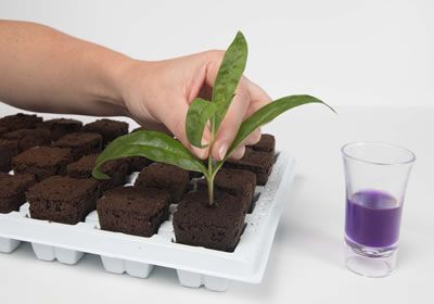 Root Riot Natural Rooting Sponges - Натуральные спонжи для проращивания (100шт в упаковке)